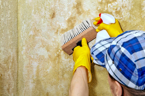 Mold Remediation for Vacation Homes in Oakdale, NY